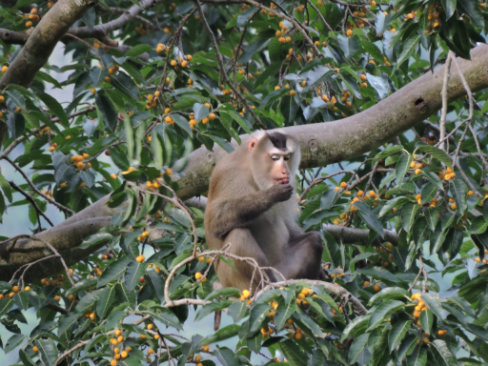 ลิงกังเหนือ01 by Phanakorn.png